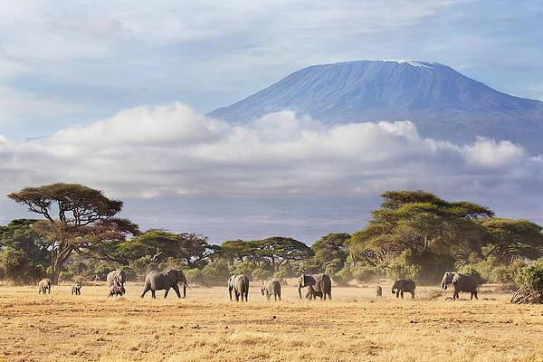 Mount Kilimanjaro Amboseli  by Richard Garvey-Williams