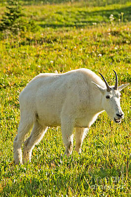 Glacier National Park Photograph - Mountain Goat At Glacier NP by Natural Focal Point Photography