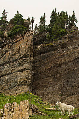 Glacier National Park Photograph - Mountain Goat Country 2 by Natural Focal Point Photography