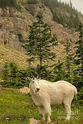 Glacier National Park Photograph - Mountain Goat Country by Natural Focal Point Photography