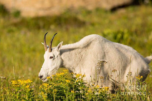 Glacier National Park Photograph - Mountain Goat In Glacier National Park by Natural Focal Point Photography