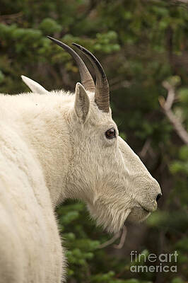 Glacier National Park Photograph - Mountain Goat Profile by Natural Focal Point Photography
