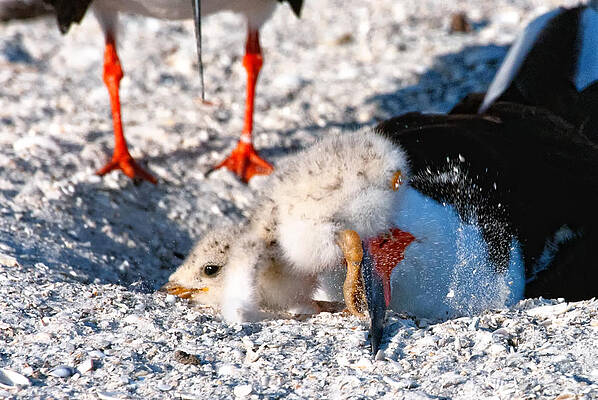 Bird Wall Art featuring the photograph Moving Sand by Ghostwinds Photography