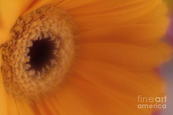 Wild Photograph - Mr. Golden Sun by Mary Lou Chmura