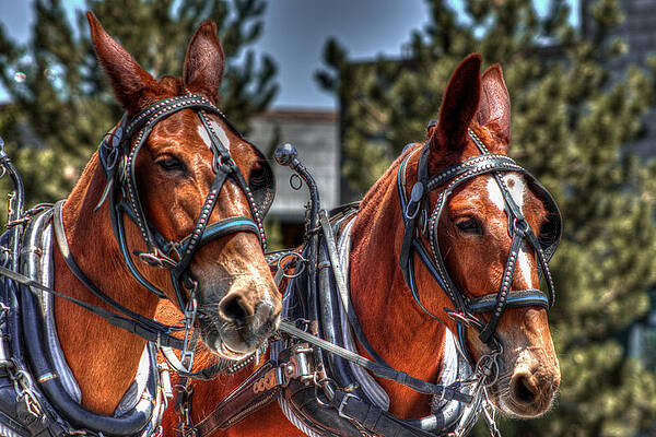 Horse Wall Art featuring the photograph Mule Team by Carla E
