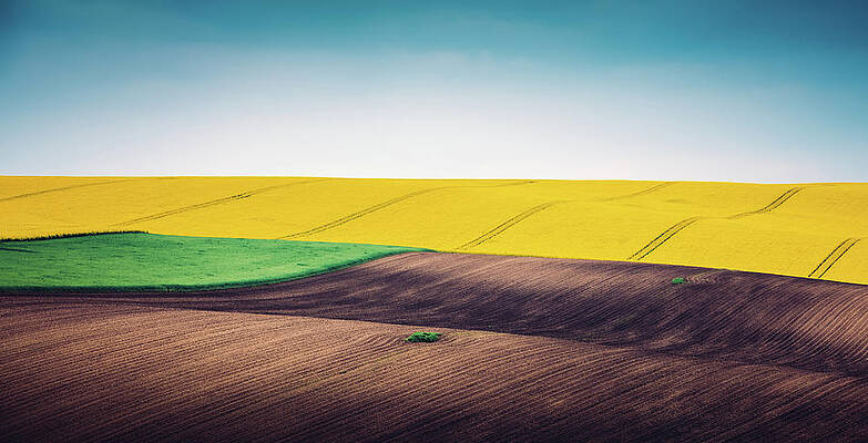 Wall Art featuring the photograph Multi Colored Panoramic Spring Field by Borchee