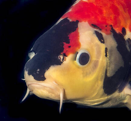 Water Wall Art featuring the photograph Multicolored Koi Close Up Portrait by Jean Noren