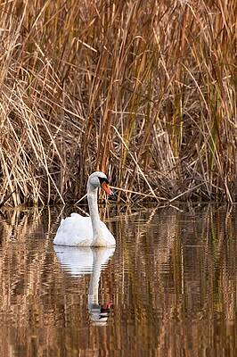 Reflection Wall Art featuring the photograph Mute Swan Reflection by Jeff Sinon