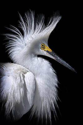 Wall Art featuring the photograph My Best Side.. by Ghostwinds Photography