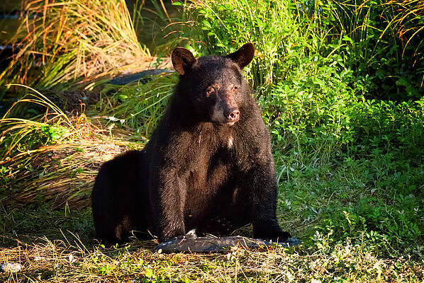 Bear Wall Art featuring the photograph My Catch by Ghostwinds Photography