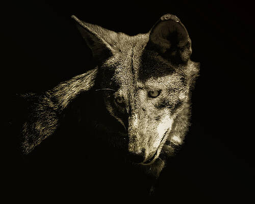 Wall Art featuring the photograph My Plea by Ghostwinds Photography