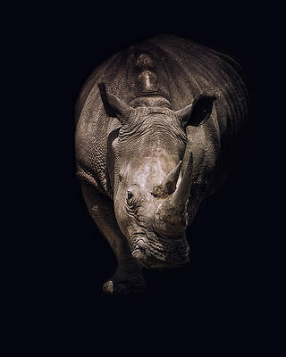 Wall Art featuring the photograph My Point Is... by Ghostwinds Photography