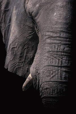 Wall Art featuring the photograph My View by Ghostwinds Photography