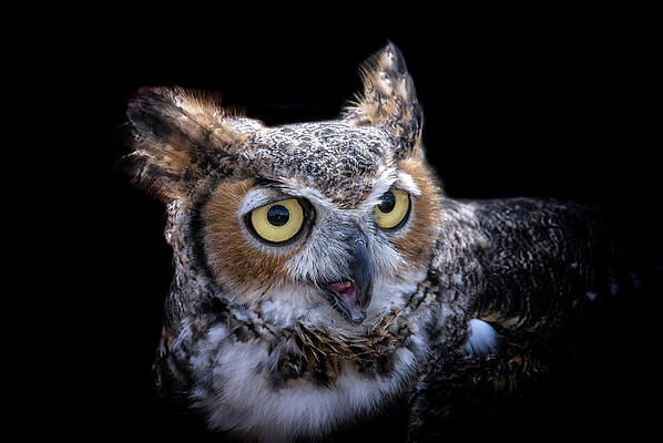 Wall Art featuring the photograph My Watch by Ghostwinds Photography