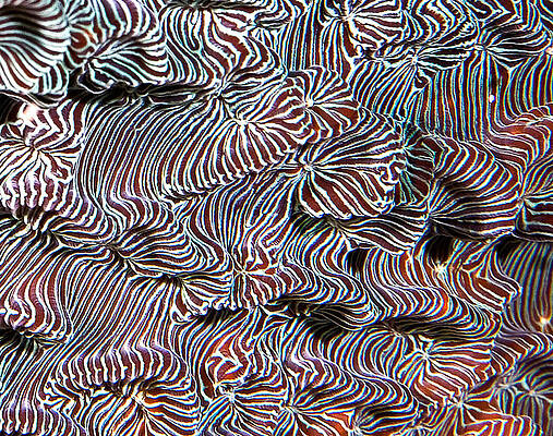 Abstract Photograph - Mysterious Life Form by Jean Noren