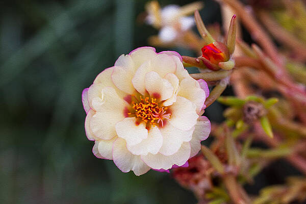 Summer Painting - Mysterious Sedum by Omaste Witkowski