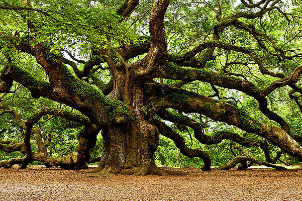 Mystical Angel Oak Tree by Louis Dallara