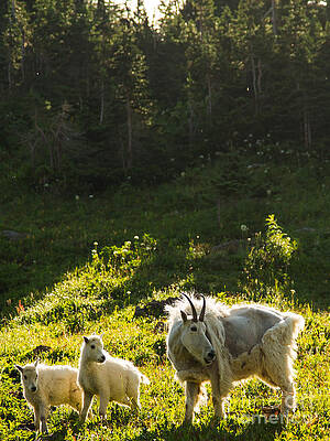 Glacier National Park Photograph - Nanny Goat And Her Two Kids by Natural Focal Point Photography