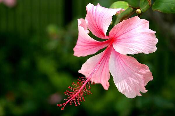 Wall Art featuring the photograph Naples Hibiscus by Rick Locke - Out of the Corner of My Eye