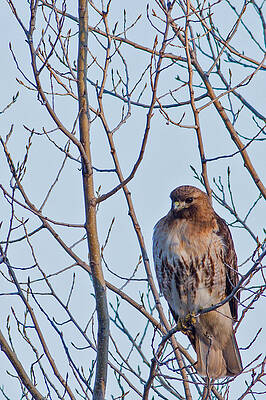 Wisconsin Photograph - Neighborhood Hawk by Natural Focal Point Photography