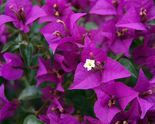 Beautiful Photograph - New River Bougainvillea by Rona Black