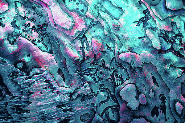 Wall Art featuring the photograph New Zealand Paua Shell In Blue Colors by Elen11