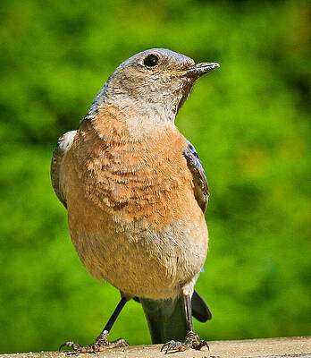 Bird Wall Art featuring the photograph No Way by Jean Noren