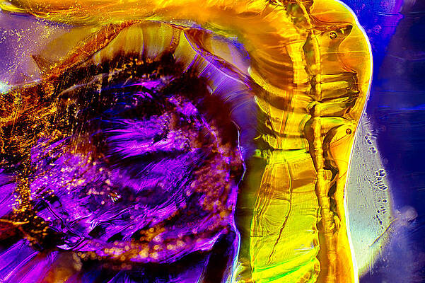 Wall Art featuring the photograph Noble Princess by Omaste Witkowski