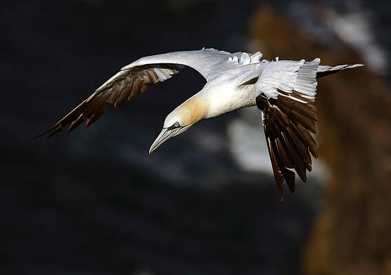 Bird Wall Art featuring the photograph Northern Gannet by Grant Glendinning