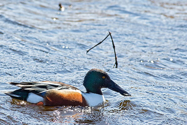 Marsh Photograph - Northern Shoveler Duck In Horicon Marsh by Natural Focal Point Photography