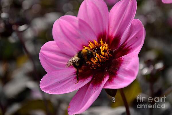 Wild Photograph - Nosy Bumble Bee by Scott Lyons