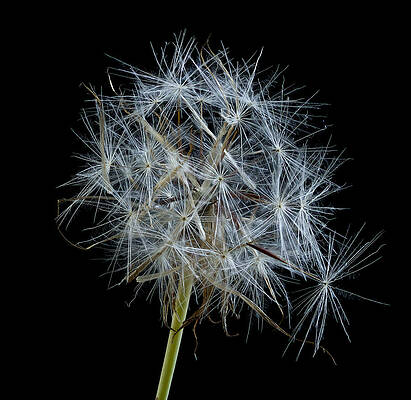 Nature Photograph - Not So Perfect Dandelion by Jean Noren