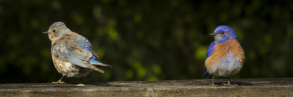 Bird Wall Art featuring the photograph Now Thats Just Plain Rude by Jean Noren