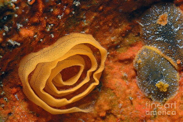 Nature Wall Art featuring the photograph Nudibranches Eggs by Sami Sarkis Photography