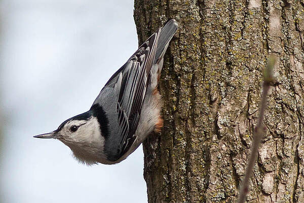 Marsh Photograph - Nuthatch Enjoying Spring Bounty Of Insects by Natural Focal Point Photography