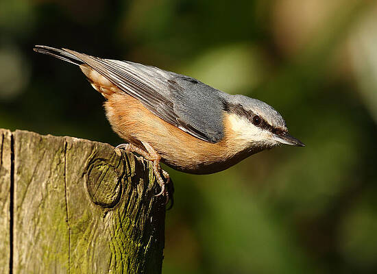 Bird Wall Art featuring the photograph Nuthatch by Grant Glendinning
