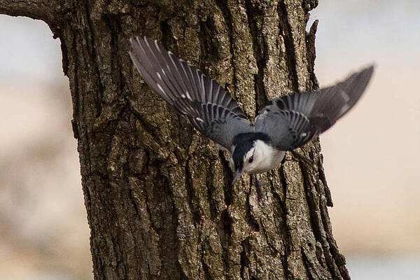 Marsh Photograph - Nuthatch In Search Of A Better Insect Location by Natural Focal Point Photography