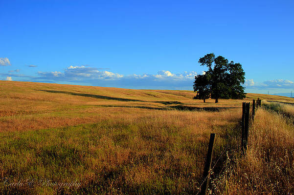 Tree Photograph - Oaks In Pasture by Carla E