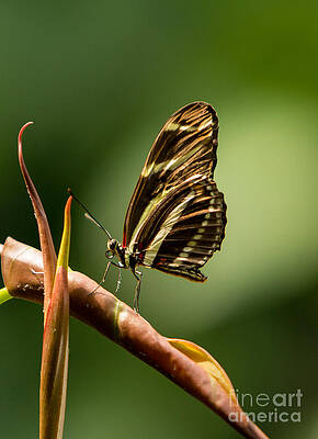 Wisconsin Photograph - Olbrich Butterfly 4a by Natural Focal Point Photography