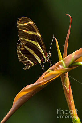 Wisconsin Photograph - Olbrich Butterfly 4b by Natural Focal Point Photography