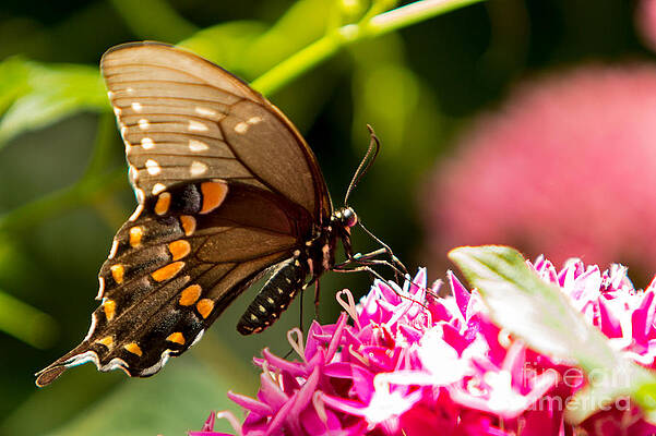 Wisconsin Photograph - Olbrich Garden Butterfly 6 by Natural Focal Point Photography
