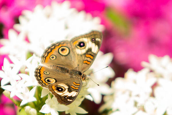 Wisconsin Photograph - Olbrich Garden Butterfly by Natural Focal Point Photography