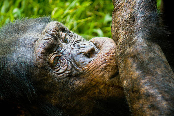 Wall Art featuring the photograph Old Chimp by Jonny D