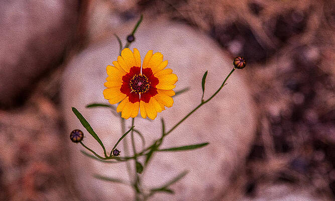 Summer Painting - Old Fashioned Flower by Omaste Witkowski
