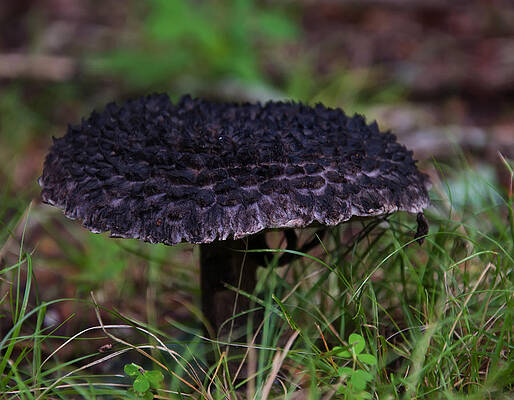 North Carolina Wall Art featuring the photograph Old Man In The Woods Mushroom by Flees Photos