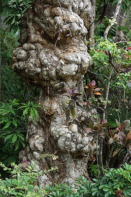 Nature Wall Art featuring the photograph Old Tree by Rafael Salazar