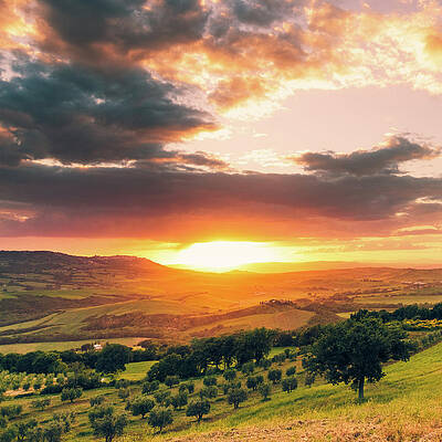 Wall Art featuring the photograph Olive Tree On The Tuscan Hills by Deimagine