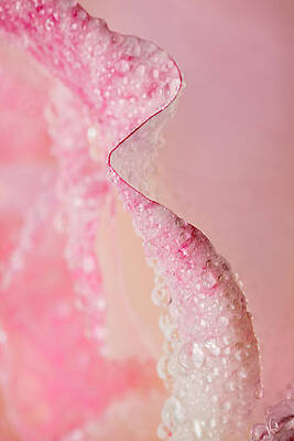 Flower Photograph - On Edge by Mary Jo Allen