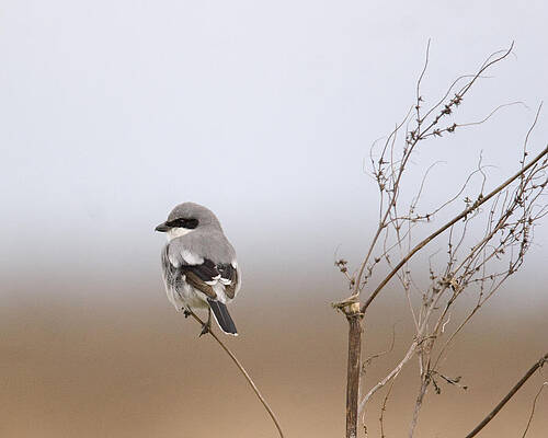 Photograph - On The Hunt by Jim E Johnson