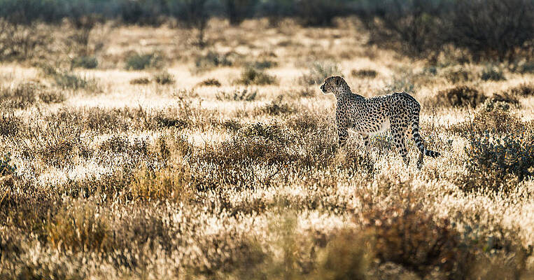 Wildlife Wall Art featuring the photograph On The Prowl - Cheetah Photograph by Duane Miller